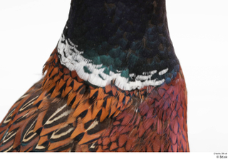 Pheasant  2 neck 0002.jpg